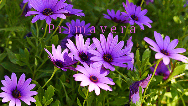 · 20 de marzo de 2026 · Hemisferio Norte · Inicio de la Primavera en el Hemisferio Norte