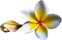 · Blanca Flor del Mayab · Plumeria rubra · LA TIERRA DEL FAISAN Y DEL VENADO · de Antonio Mediz Bolio