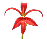 · Flor de Lis · Símbolo del Cristo ·