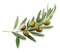 · Rama de olivo · El Olivo, uno de los símbolos de Atenea, Diosa de la Sabiduría ·